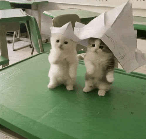 two kittens wearing paper hats standing on a table