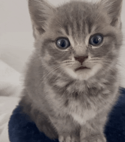 a kitten with blue eyes looks at the camera with a surprised look on its face