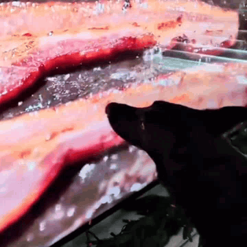 A black dog licks a screen showing raw bacon.