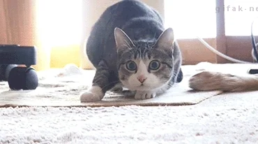 A kitten crouches low and wiggles playfully on the floor.