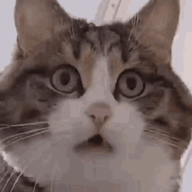 a close up of a cat 's face with its mouth open and a surprised look on its face .