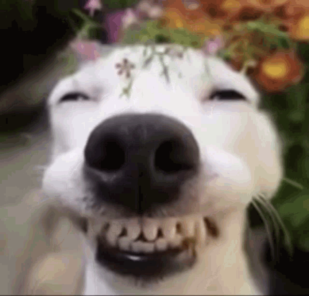 A dog grins broadly in a close-up outdoor shot.