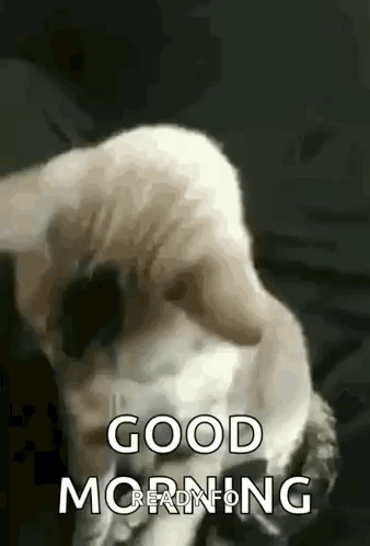 a dog is laying on a bed and saying good morning .