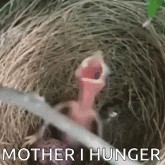 A baby bird in a nest stretches its open beak and screams “MOTHER, I HUNGER.”