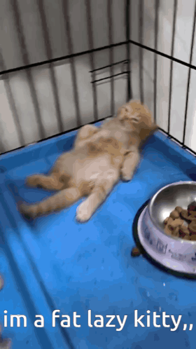 A large orange cat lies stretched out in a tiled enclosure beside a food bowl.