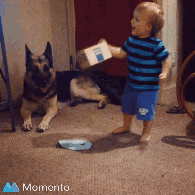 a little boy standing in front of a german shepherd holding a box that says momento on it