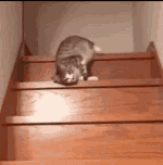 a cat is climbing up a set of wooden stairs