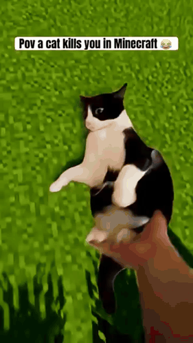 a black and white cat is being held in someone 's hand in a video game .