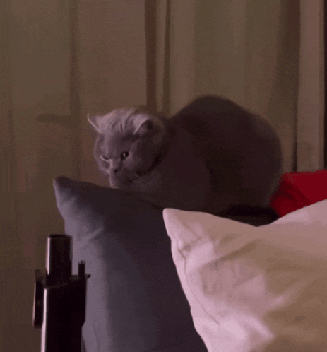 A gray cat sits on a bed with a grumpy sideways stare.