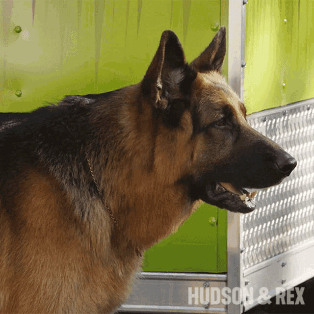 a close up of a german shepherd with the words hudson & rex on the bottom right