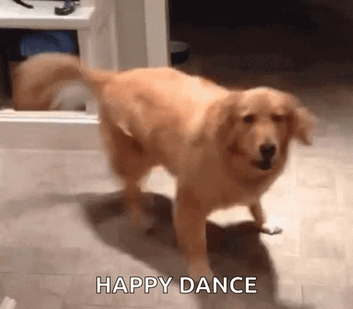 A golden dog bounces excitedly indoors with “HAPPY DANCE.”