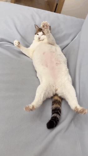 A white cat stretches out on a bed with its paws overhead.