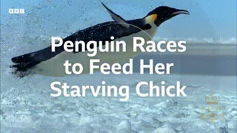 a penguin races to feed her starving chick on a screen