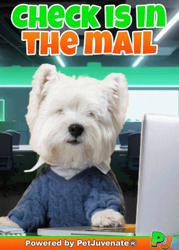 a picture of a dog sitting at a desk with the words check is in the mail above it