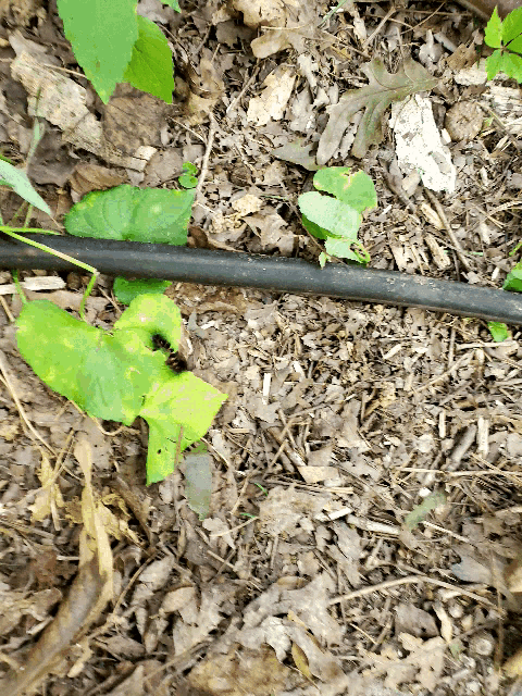 a black pipe is laying in the dirt next to a green plant