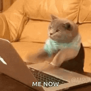 A cat in a bow tie rapidly works at a laptop, captioned “ME NOW.”