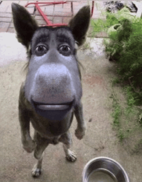 a dog with a face that looks like a monkey