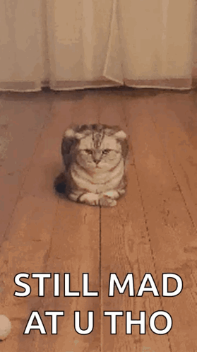 a cat is laying on the floor with the words still mad at u tho above it .
