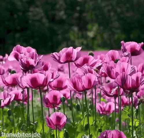 A field of purple flowers sways in a dark garden scene.
