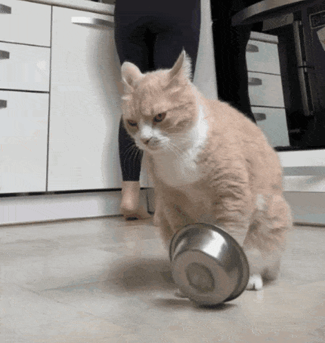 A cat sits beside a metal bowl while someone stands behind it.