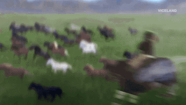 a blurred image of a herd of horses in a field with viceland written on the bottom right