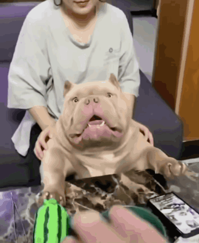 a woman sits on a couch with a dog on her lap and a watermelon toy in front of her