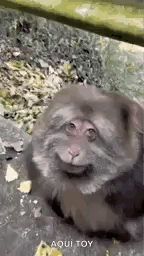 A small monkey looks up with a broad grin outdoors.