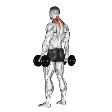 A black-and-white anatomy illustration shows a person holding dumbbells.