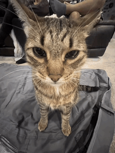 A tabby cat looks up at the camera in a meme-style close-up.