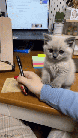 A gray kitten reaches a paw toward a person at a desk.