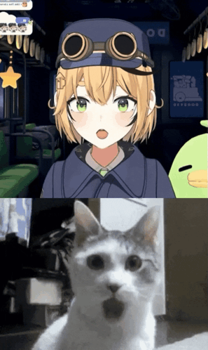 A small gray cat appears in a split-screen collage with an anime character.