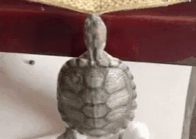 a turtle is sitting on a table with a piece of food on top of it .