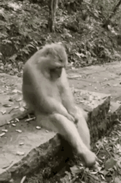 A monkey sits on the ground looking down sadly.