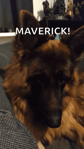 a german shepherd laying on a couch with the word maverick written above it