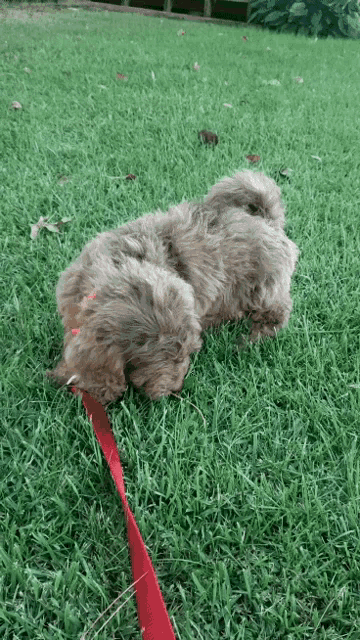 two small brown dogs on a red leash
