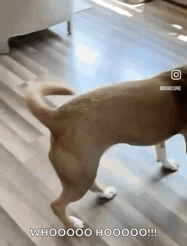 A dog hops around indoors with a long “Woooooo!” caption.