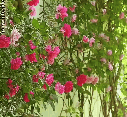 Pink climbing roses cover a leafy garden wall.