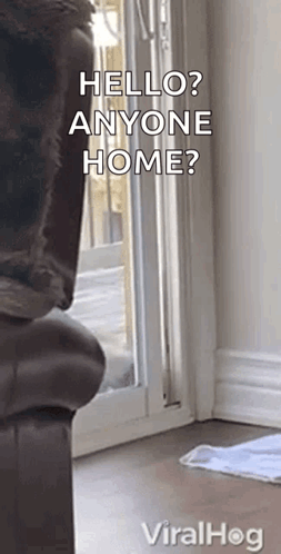 A raccoon peeks through a partially open sliding door with “HELLO? ANYONE HOME?” text.