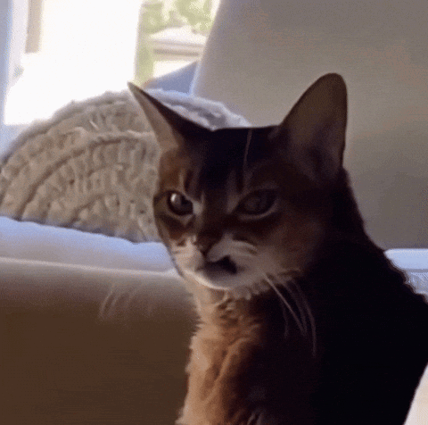 A dark-colored cat sits indoors with a wary, grumpy stare.