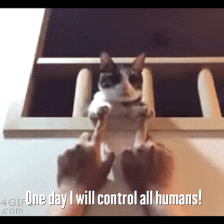 a picture of a cat with the caption one day i will control all humans on it