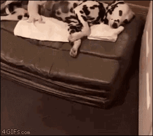 a dalmatian dog is laying on a couch with a towel on it