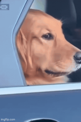 A golden retriever gives a suspicious side-eye from a car window.