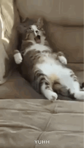 A fluffy cat lies stretched out on the floor in a sleepy pose.