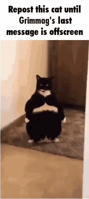 a fat black and white cat is standing in a hallway with the caption repost this cat