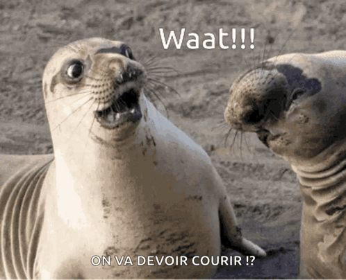 A seal looks startled beneath the caption “Waat!!!”