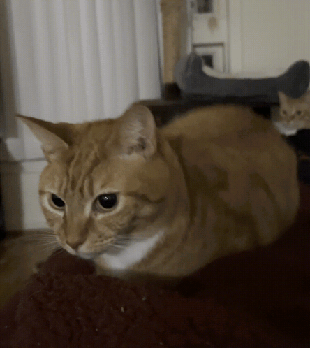 a close up of a cat laying on a carpet