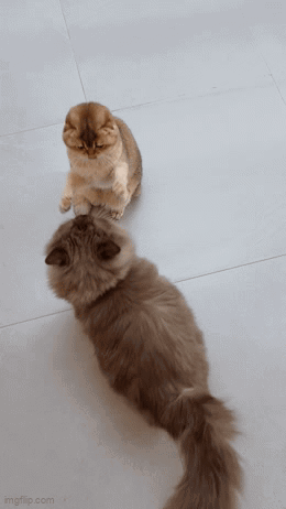two fluffy cats are looking at each other on a white tile floor