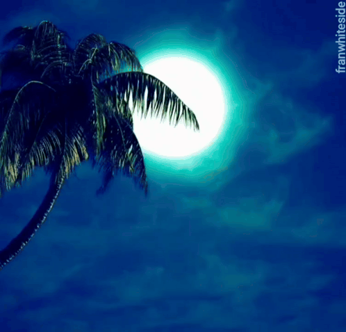A bright moon glows above palm trees against a cloudy tropical night sky.