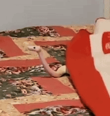 a stuffed snake is laying on a bed next to a red pillow .
