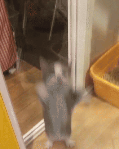 A blurry gray cat stands upright in a home hallway.